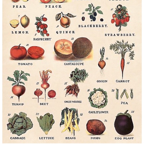 Cavallini & Co. Fruits & Vegetables Vintage Image Chart, 20” x 28” Inch - NWT - Picture 3 of 7